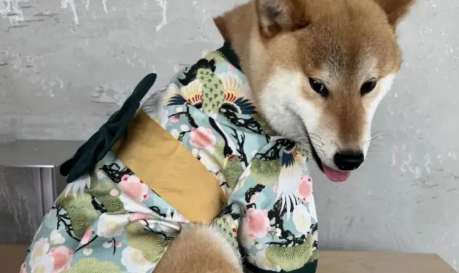 给柴犬买了件和服穿，主人笑了，还是老家的衣服合身
