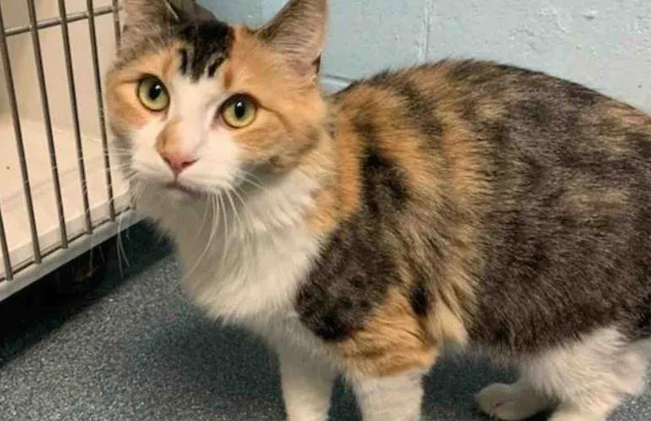 足球场捡回只5斤重的小猫，医生掰开嘴一看，大家都愣住了