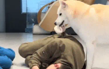 男主人被自家狗子用拖鞋狂抽，女主人被另外一只狗子猛踩…