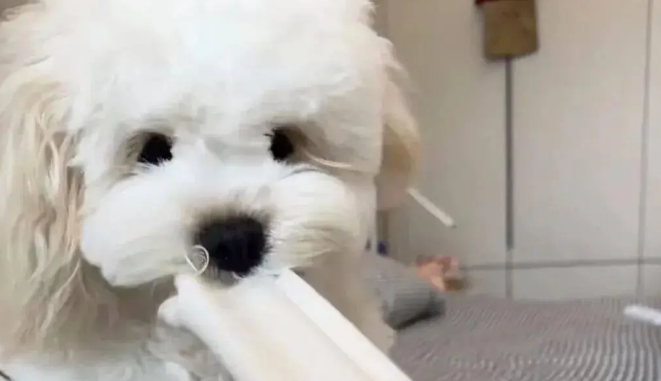 当主人想独处一会儿，但家里的狗不同意