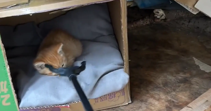 猫妈妈不在家，女子用叉子把小猫叉出窝。网友：你像来偷孩子的