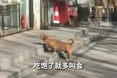 狗狗追着医生“骂”了8年，坚持每天早中晚上门维权！