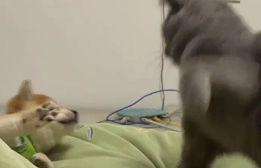 狗子跟猫咪玩，猫咪却以为是挑衅，给了狗子几巴掌
