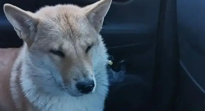 网购金毛收到小土狗，被商家神回复气笑，从嫌弃到真香只用半年！