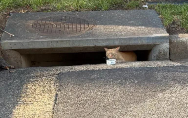 暴雨后猫咪被困下水道，好心人不顾警告，温暖改写悲惨喵生