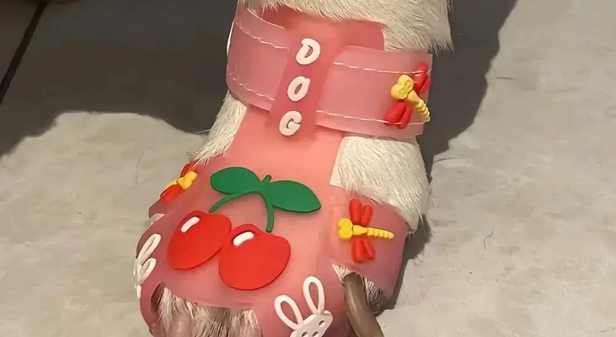 东北树上惊现多只小狗鞋，各种款式都有