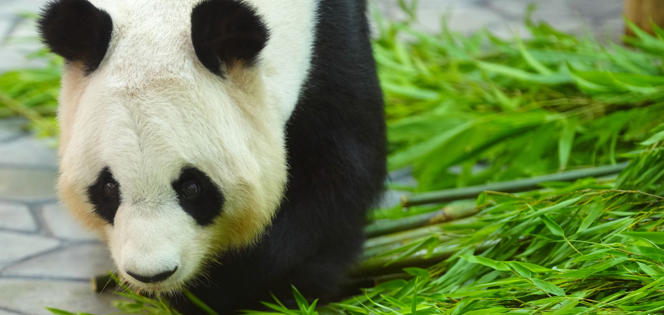 最后两只旅日大熊猫或提前回国，日本全国将无大熊猫