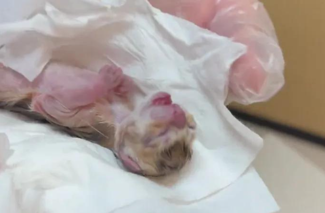 怀孕金渐层连纸箱被扔，拼死生下一只独苗