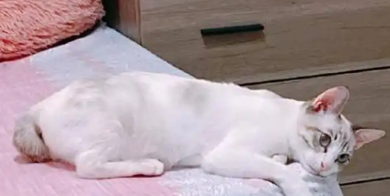 小姐姐捡到一只流浪猫，以为是白猫，没想到养了几个月开始变颜色