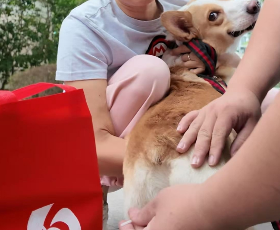 高铁宠物托运快筛项目启动试点，15分钟精准防控护航出行