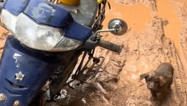 男子带小狗回家的路上摔倒了，小狗浑身泥。狗：不是很想去你家了