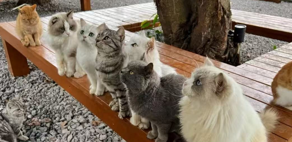 南滨路流浪猫治愈地标走红！萤火虫港湾猫猫主题乐园