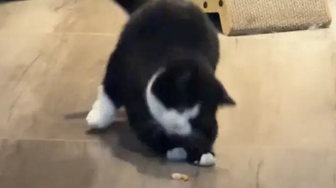 奶牛猫得到一只虾，一直在庆祝。网友：真是酣畅淋漓的一场舞狮