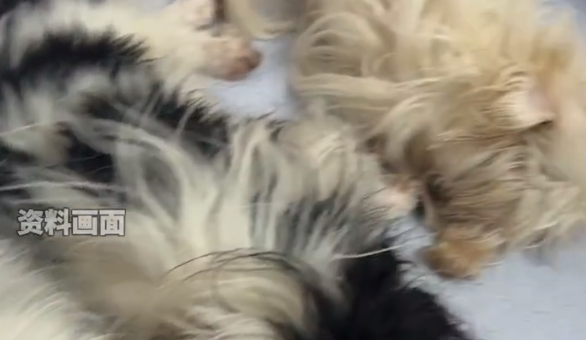 宠物医院发视频为狗做消声术引争议！网友：太残忍！