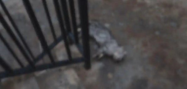 小区内多只猫咪“离奇”死亡，业主提出质疑