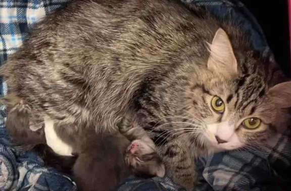 挺着大肚子的流浪猫赖着不走，刚开门，它就送了一份大礼！