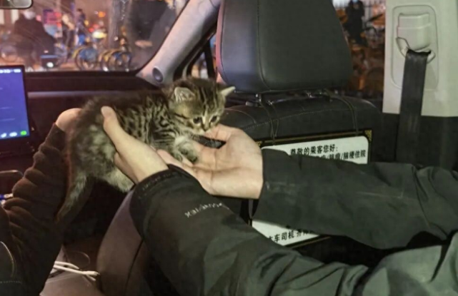 北京一网约车司机一年救下20多只小猫，网友：他车座后的纸条更让人泪目