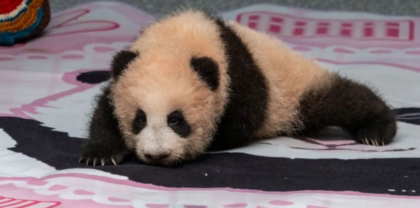 重庆动物园大熊猫“良月”幼仔满百天亮相