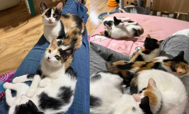 圣诞将至，流浪猫妈妈带六只小猫求助