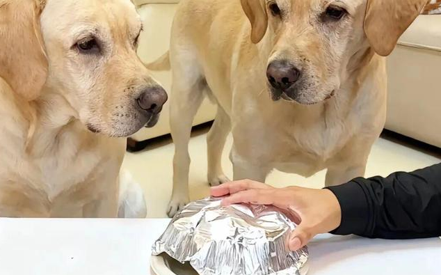 俩主人分别跟狗子比谁吃饭快谁抢饭快，没成想主人出老千