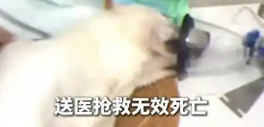 台州一狗被烘干2小时死亡，店方如此回应