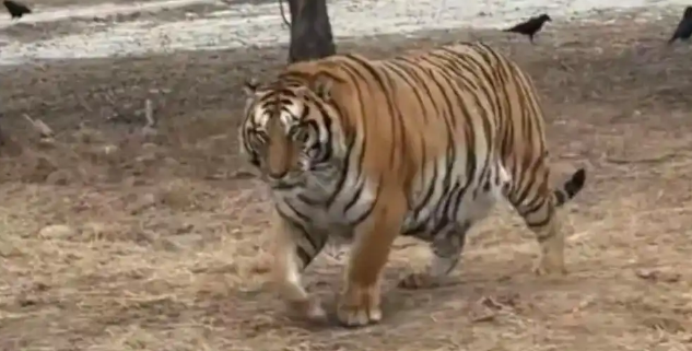 春节过后，300只老虎集体确诊“工伤”：“虎虎我啊，真的吃不动了！”