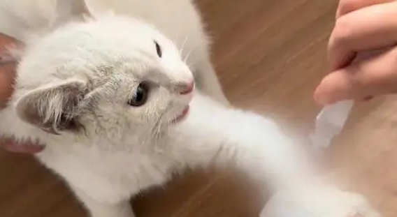 他丢弃的猫抓板，却被流浪猫当成珍宝，用执着赌赢了余生幸福