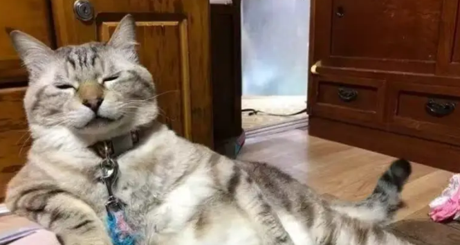 女子带小猫第一次打针，没想到回家后猫咪一直走不了路