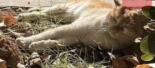教师当众踩死流浪猫？校方称：流浪猫咬人，还将进一步调查
