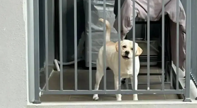 隔壁的拉布拉多总是在阳台叫她，妹子鼓起勇气……终于撸到了狗