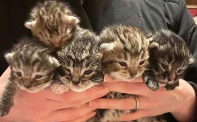 废墟里的猫妈生下四子，谁知回家又添一宝，原来爱从未缺席
