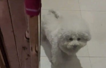 狗子不愿意回家，女子把门一关，狗子慌了，狗：人，还养吗？