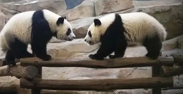 旅法大熊猫夫妇提前回国，“欢欢”健康亮红灯，法国粉丝冒雨送别