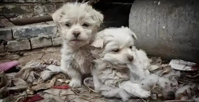 秃鹫濒危、流浪狗激增，印度爆生态危机