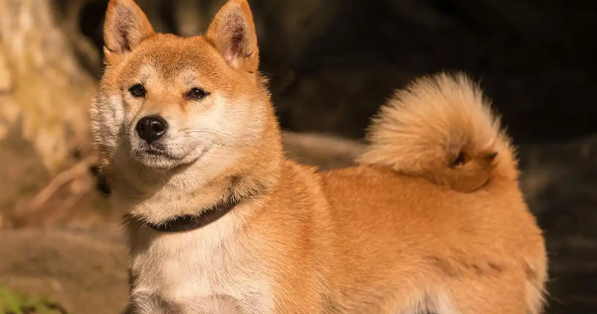 女子花1000元托运柴犬从贵州回甘肃，送到后柴犬死亡