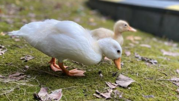 未牵绳哈士奇咬死宠物鸭并伤人，狗主人拒赔损失？