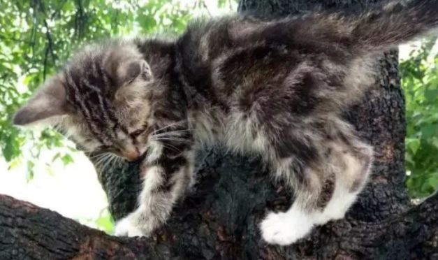 网友拍照头发被偷袭，竟是树上藏着喵星人