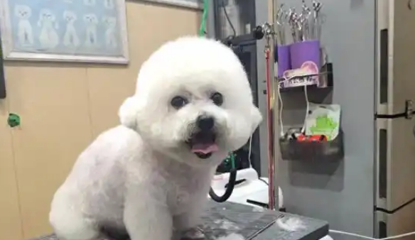 萌宠也要“新年焕新”！宿迁宠物店开启“忙碌模式”