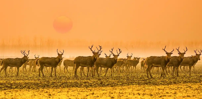 2025年麋鹿与生态保护国际研讨会在北京举行