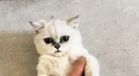 电梯口捡到银渐层，原主弃养苦等7日，安全出口见真情