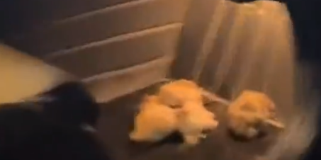 车窗未关流浪猫车内产崽，女子暖心收养一家五口成佳话