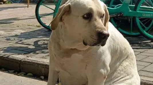 猪狗被困10天，猪饿出马甲线，拉布拉多却胖出啤酒肚