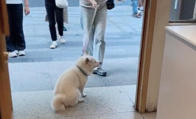 苏州“十全街大馋狗”火了！赖面包店不走引百万网友围观