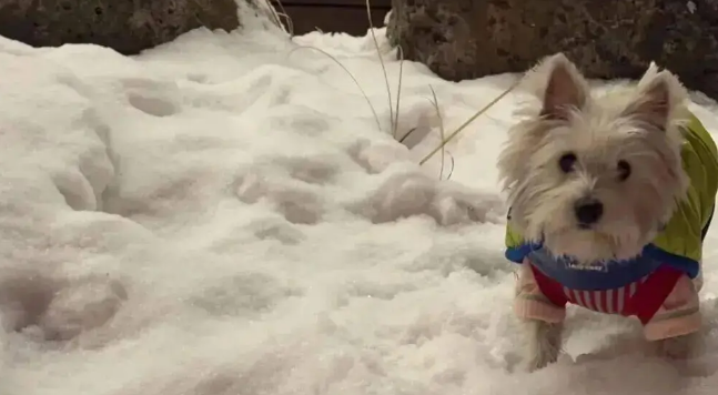 狗子第一次见到雪，在雪地里玩疯了，狗：冻死也要玩