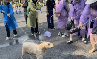云南泼水节拉布拉多被四面夹击，弃桶而逃画面火了