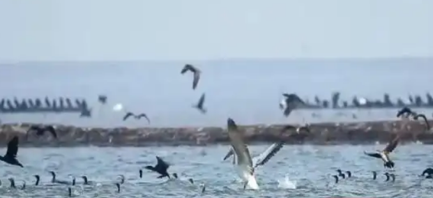 守护迁徙生命线 筑牢栖息防护网——君山区多部门联合开展野生动物保护专项行动