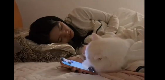 猫咪趁主人睡着刷了一晚上手机：账单刷屏笑翻网友