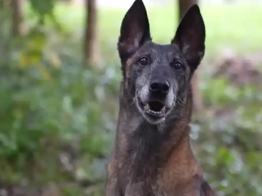 生死考验默契相守 民警与警犬“无情”的十一年