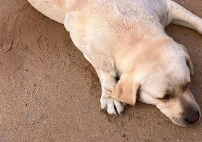 青岛女子刷视频发现走失3个月的宠物狗在长沙，当事人：已顺利接回