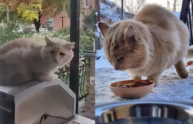 流浪猫一年寻觅，伤痕累累终被收养